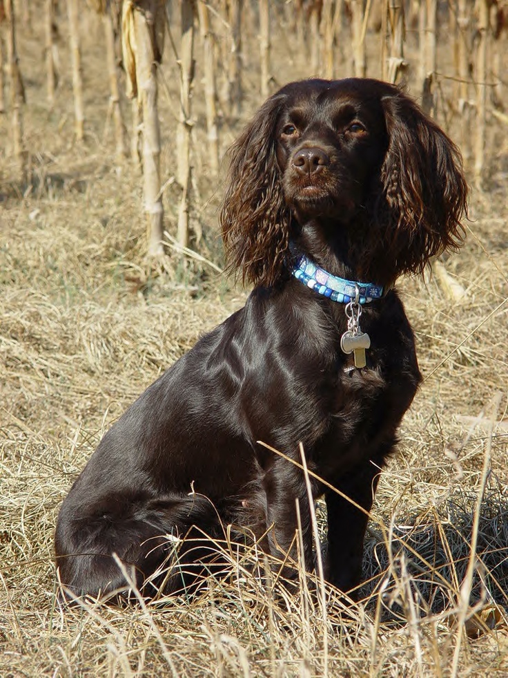 springer spaniel puppies sc best 25 boykin spaniel puppies ideas on boykin spaniel springer spaniel puppies sc best 25 boykin spaniel puppies ideas on boykin spaniel