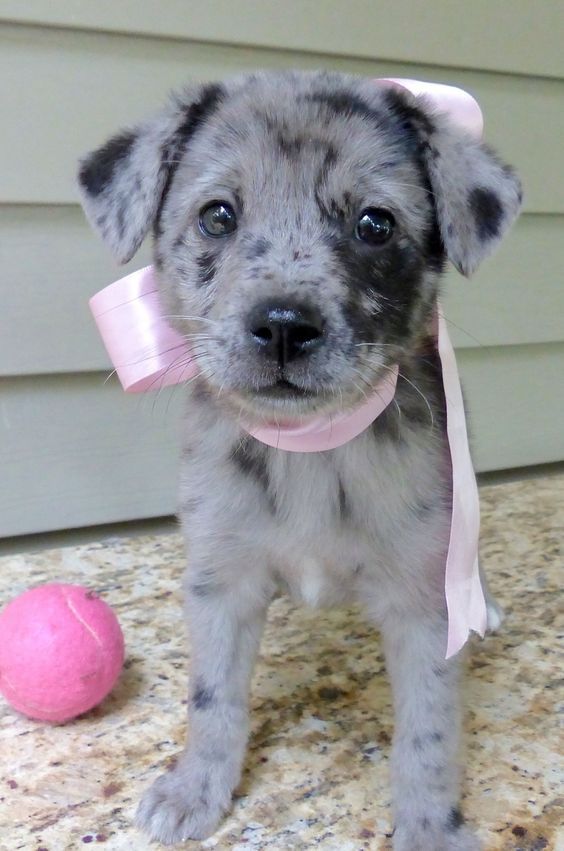 cutest puppy breeds