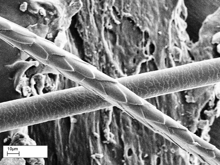 sem microscopy