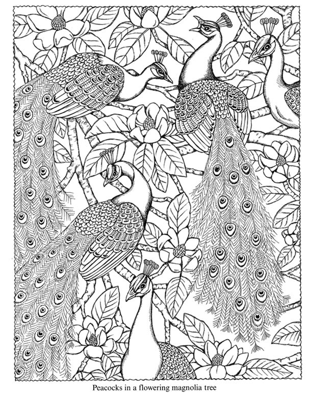 169 best A to ZENTANGLE images on Pinterest Coloring books - fresh detailed peacock coloring pages 169 best A to ZENTANGLE images on Pinterest Coloring books - fresh detailed peacock coloring pages