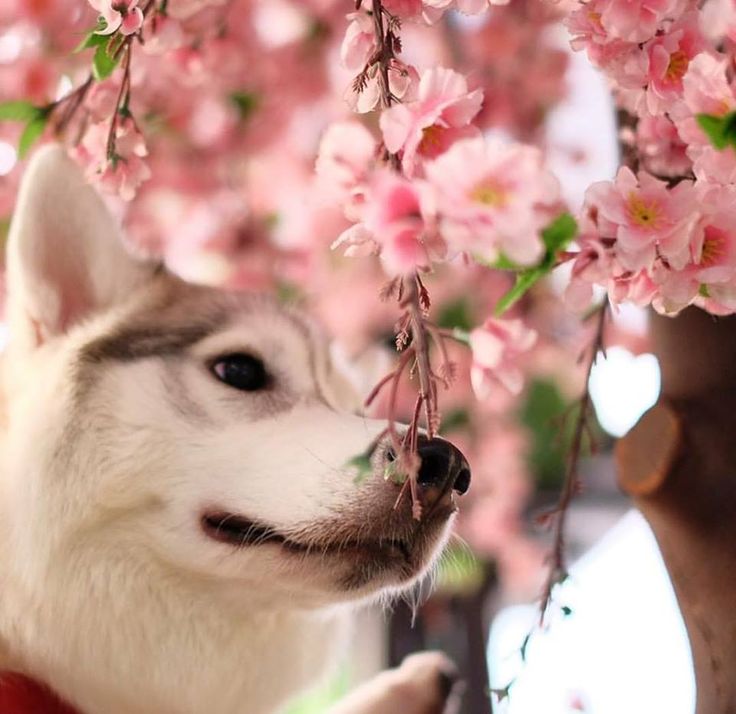 9 Best Maya Dog Wheelchair Images On Pinterest Oh Sakura