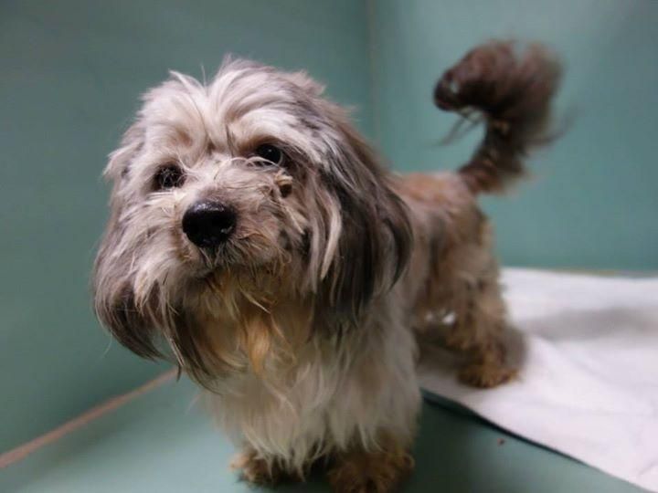 world s largest yorkie 174 best animal up for adoption images on adoption about me and read more world s largest yorkie 174 best animal up for adoption images on adoption about me and read more