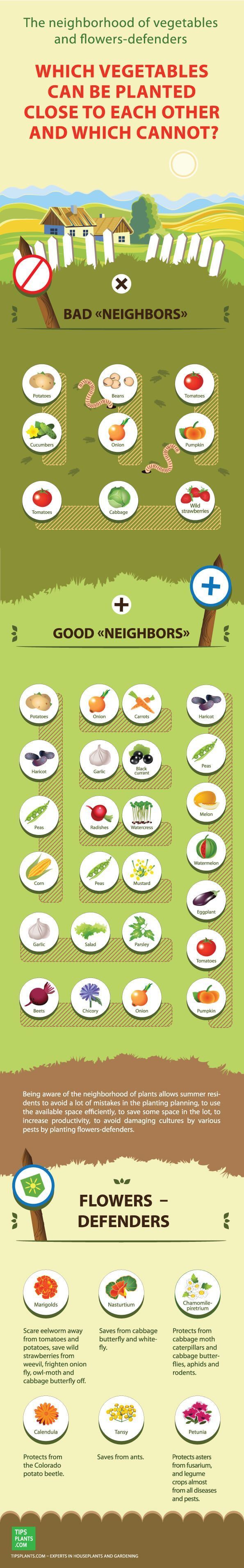 18 most important rules of companion plants and vegetables plant compatibility vegetable gardens chart