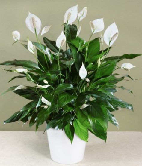 Image result for house plant