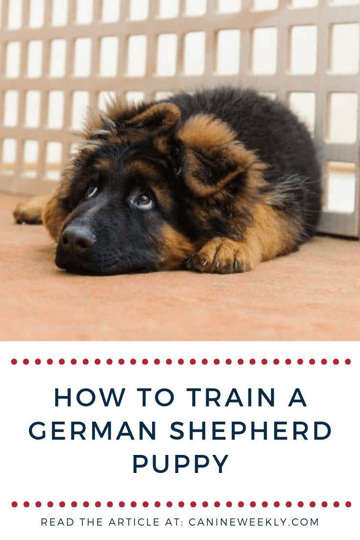 How To Train A German Shepherd Puppy Shepherd Puppies Guard Dog