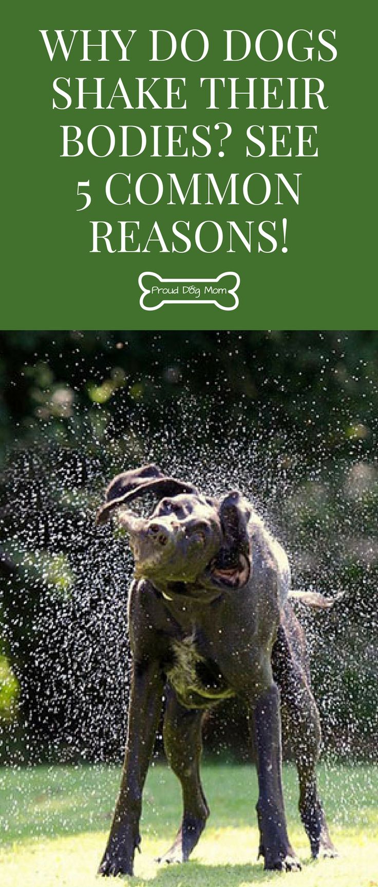 why do dogs shake 204 best proud images on care and tips why do dogs shake 204 best proud images on care and tips