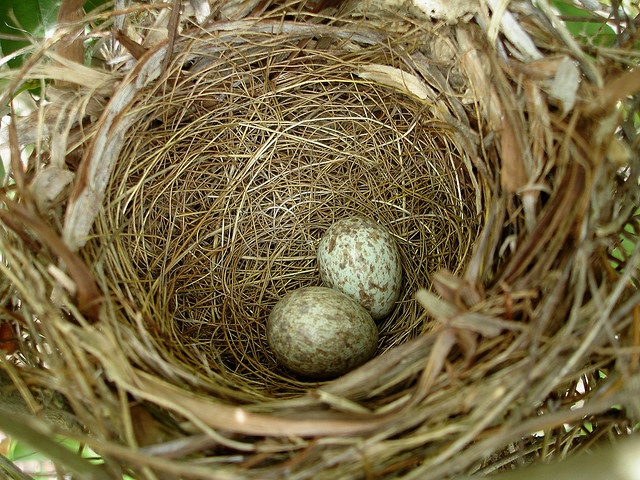 Can Cats Smell Birds Nest Can Cats Smell Birds Nest