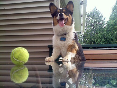 I Bet You One Tennis Ball Corgi Therulesoftennis Corgi