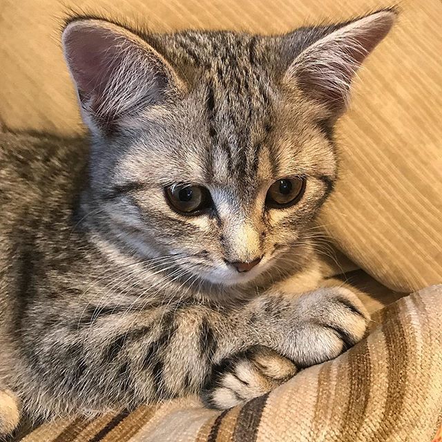 Kittens With Special Needs Rescued Together From The Outside Won