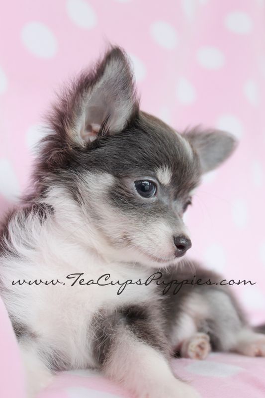 haired teacup chihuahua puppies for sale best 25 puppies for sale ideas on puppies for sale animals for sale haired teacup chihuahua puppies for sale best 25 puppies for sale ideas on puppies for sale animals for sale