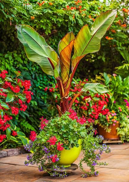 Flower Garden Ideas Illinois 1332 best container garden images on pinterest | plants, flower Flower Garden Ideas Illinois 1332 best container garden images on pinterest | plants, flower