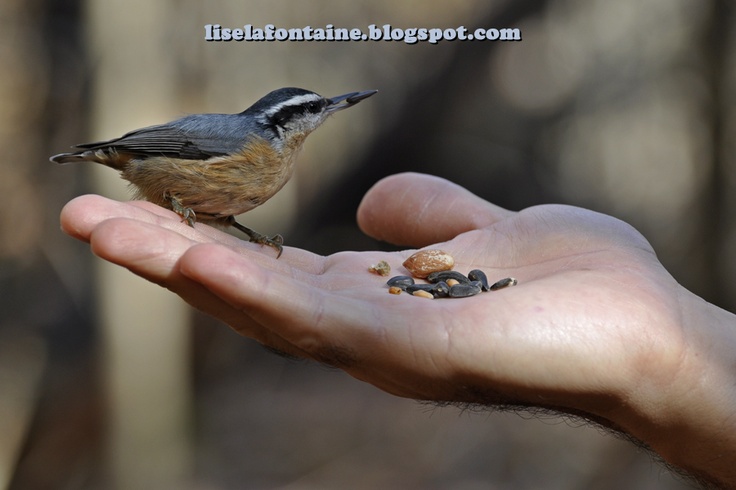21 best spotted at our feeder images on pinterest 21 best spotted at our feeder images on pinterest
