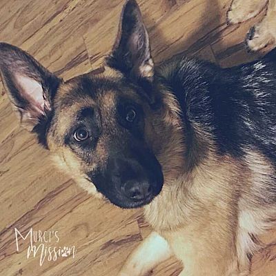 Mead Wa German Shepherd Dog Meet Ginny A Pet For Adoption