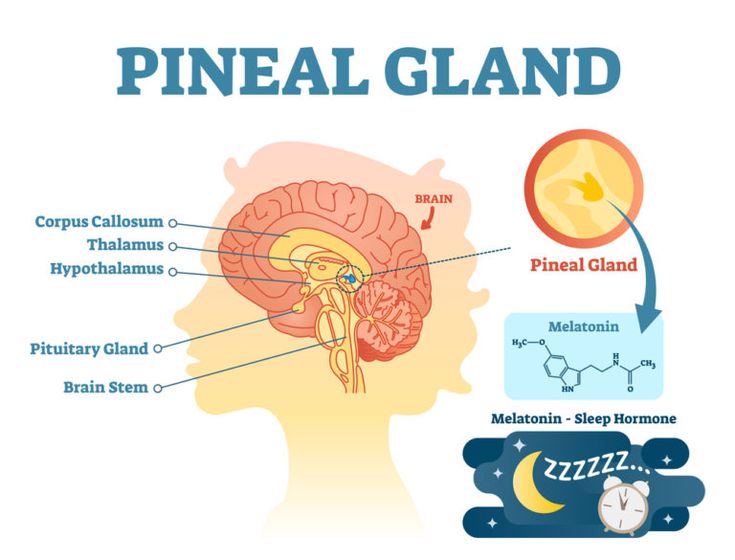 How To Decalcify Pineal Gland Fast