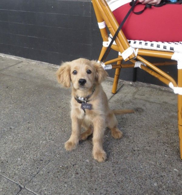Henry The Miniature Golden Retriever Cocker Spaniel Mix Puppy