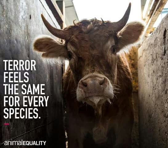animal abuse what they don’t However, i wouldn't have listed zoos under animal cruelty, if i didn't think that they were bad for the animals that live in them enclosures most zoo animals released in the wild don't survive. animal abuse what they don’t However, i wouldn't have listed zoos under animal cruelty, if i didn't think that they were bad for the animals that live in them enclosures most zoo animals released in the wild don't survive.