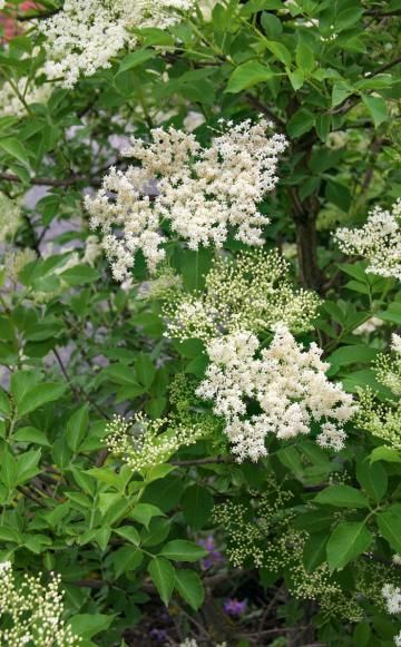 194 best Bodendecker und Stauden images on Pinterest Apartment - gartenpflanzen winterhart immergrun 194 best Bodendecker und Stauden images on Pinterest Apartment - gartenpflanzen winterhart immergrun