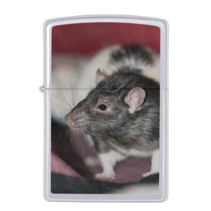 rat zippo lighter animals zippo lighter lighter rats
