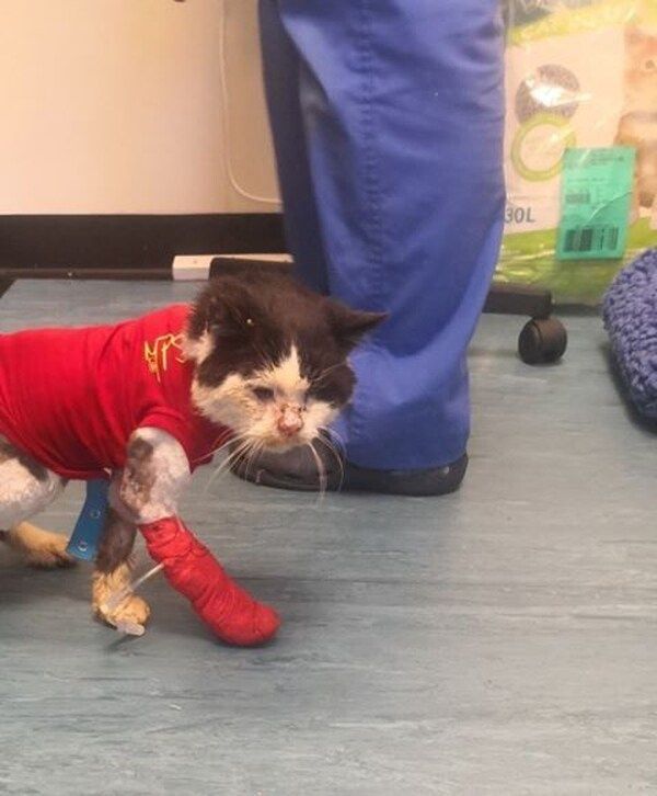 Appeal to raise funds for poorly stray cat Maximus Appeal to raise funds for poorly stray cat Maximus