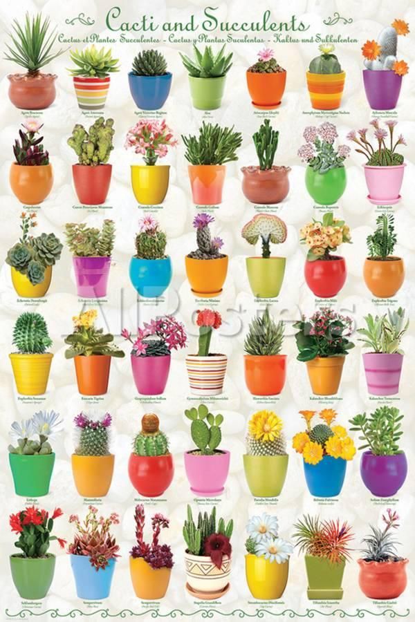 Cactus Succulents Collage Posters Allposters Com Cacti And Succulents Cactus And Succulents Cactus Flower