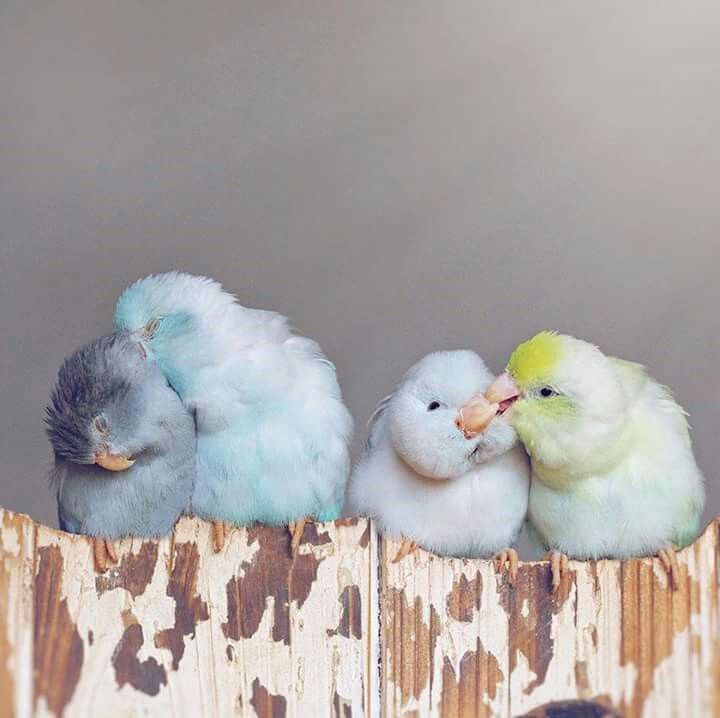 photo credit freya ever after drawing pencil güzel parrotlet mutation chart