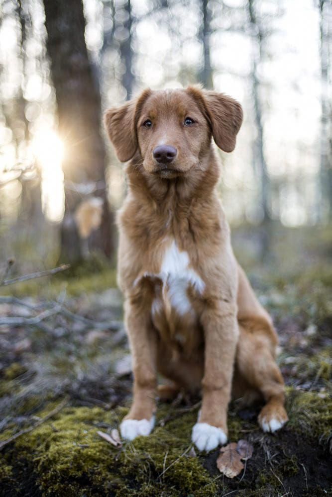 Pin By Sophia Borysenko On Doggies 4 Days Retriever Puppy Nova