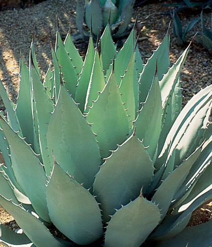 arizona desert landscaping plants landscaping in peoria arizona