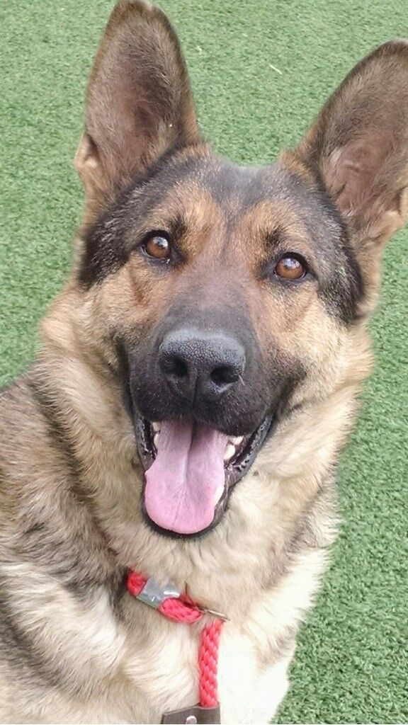German Shepherd Dog Dog For Adoption In Kansas City Mo Adn