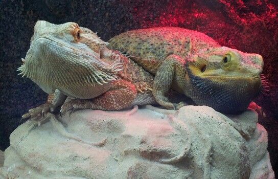 are bearded dragons nocturnal are bearded dragons nocturnal
