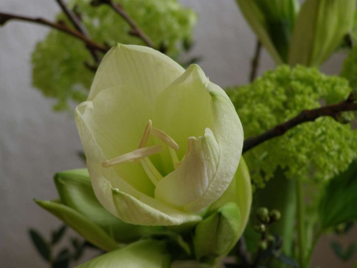 Amaryllis: care after flowering in summer Plantura # ...