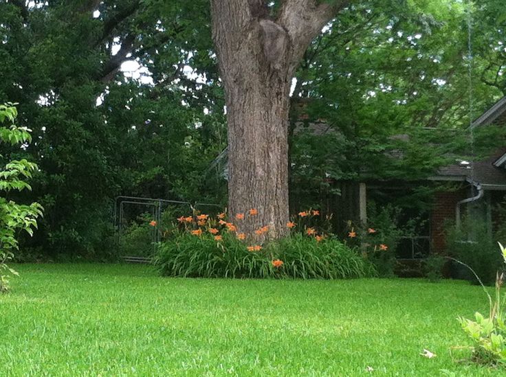 daylilies make a nice border around the tree but require a decent amount of sun - Garden Ideas Under Trees daylilies make a nice border around the tree but require a decent amount of sun - Garden Ideas Under Trees