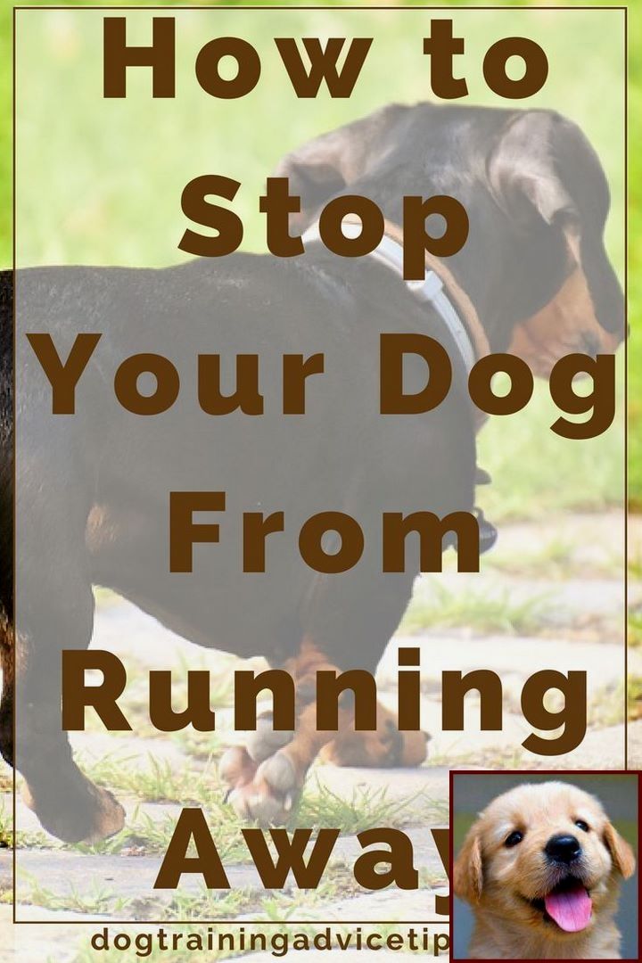 Potty Training A Chihuahua Puppy Pads And Dog Training Classes