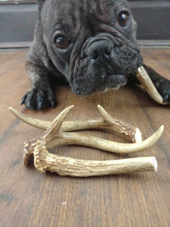 Deer Antler Dog Chews Natural Toys For Dogs Small Medium And