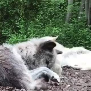 Beautiful sound of wolves singing together!
