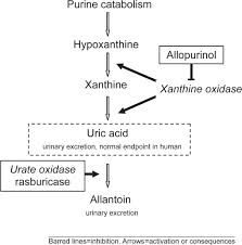 Gout Medication Zyloprim