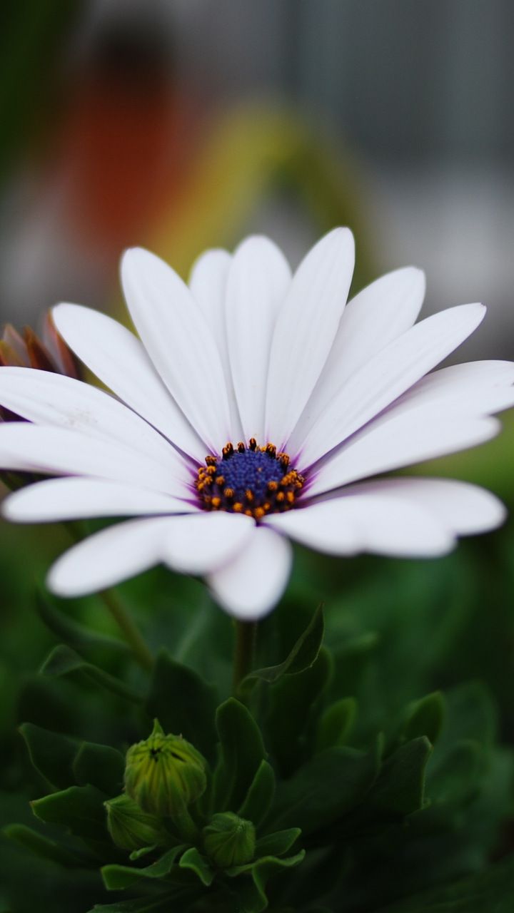 Portrait, daisy flower, blur, leaves, 720x1280 wallpaper