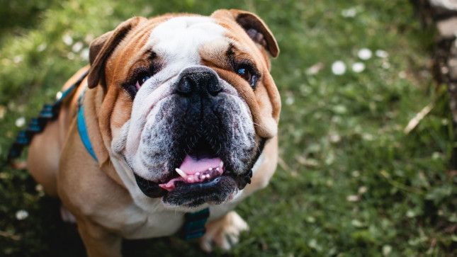 2 Bulldog Median Lifespan 6 3 Years The Shortest Living Dog