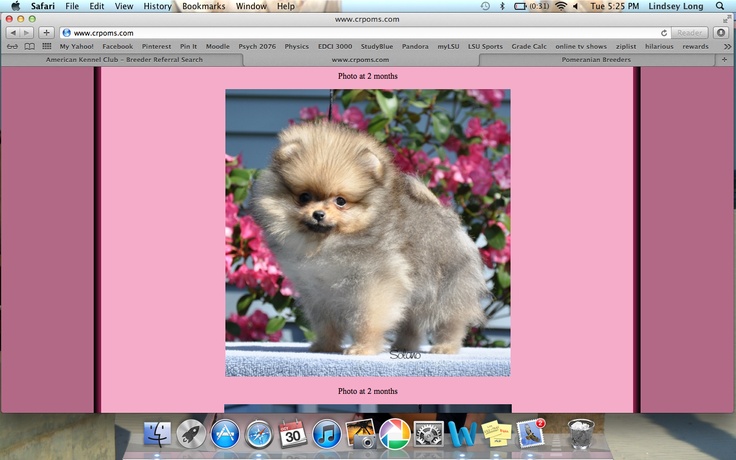 washington pomeranian breeders best 25 pomeranian breeders ideas on pomeranians teacup dogs for sale washington pomeranian breeders best 25 pomeranian breeders ideas on pomeranians teacup dogs for sale
