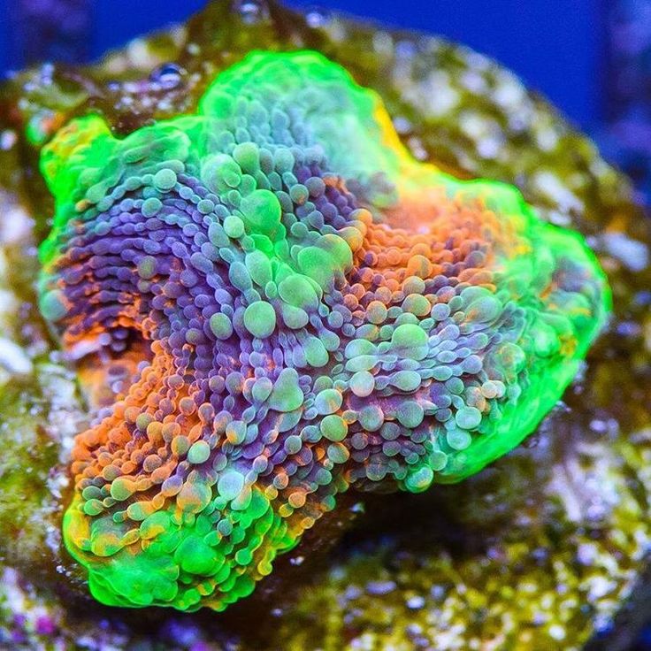 Best 25+ Coral frags ideas on Pinterest | Coral reef