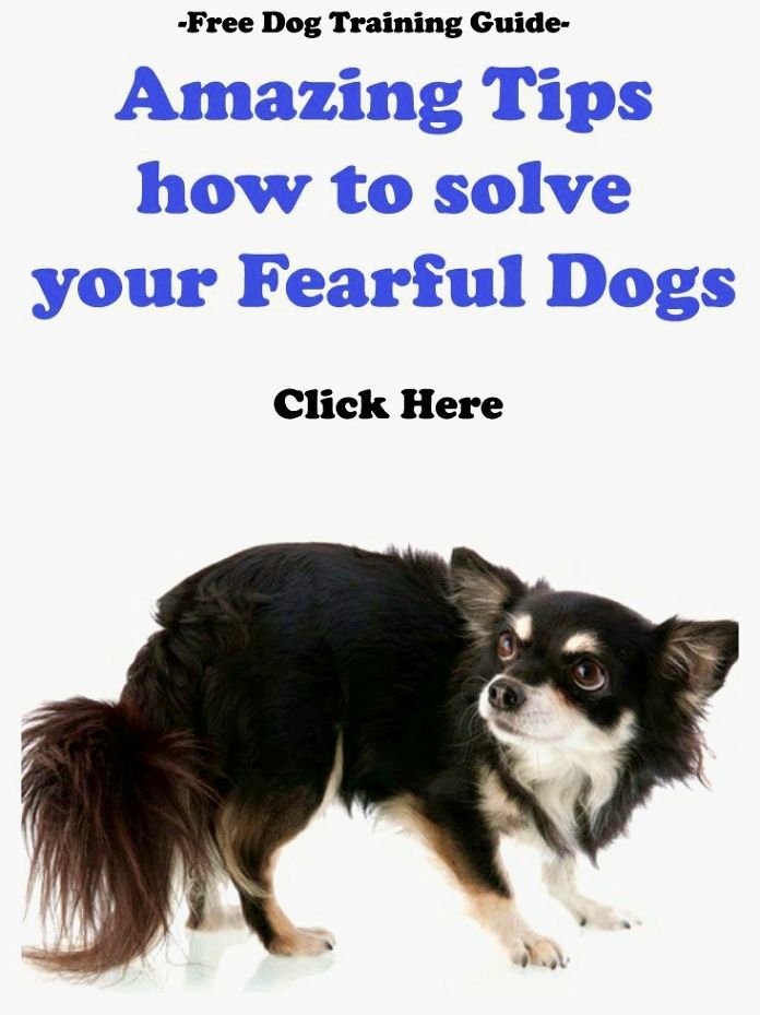 Most Important Dog Training Tip Become The Pack Leader Dog Training