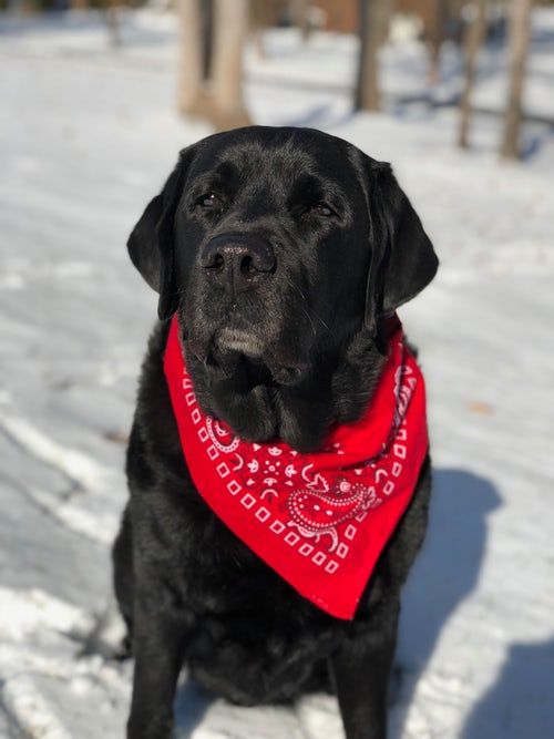Download Dog Bandana Pictures | Download Free Images on Unsplash ...