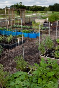 Best 20 Florida Gardening Ideas On Pinterest Florida Gardening Calendar This Is Perfect Ever Since I Ve Moved To
