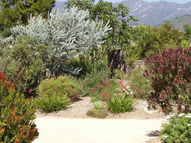 Garden Ideas Australian Native the 25+ best australian garden design ideas on pinterest | modern Garden Ideas Australian Native the 25+ best australian garden design ideas on pinterest | modern