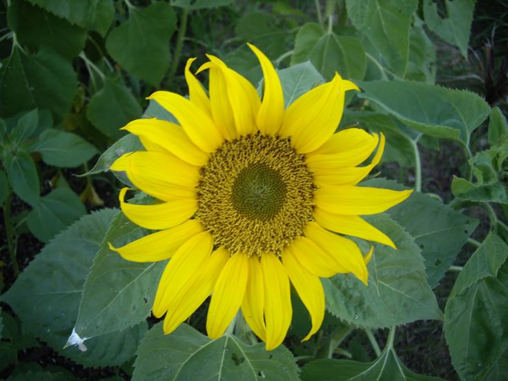 Download 58 best YELLOW things... images on Pinterest | Yellow ...