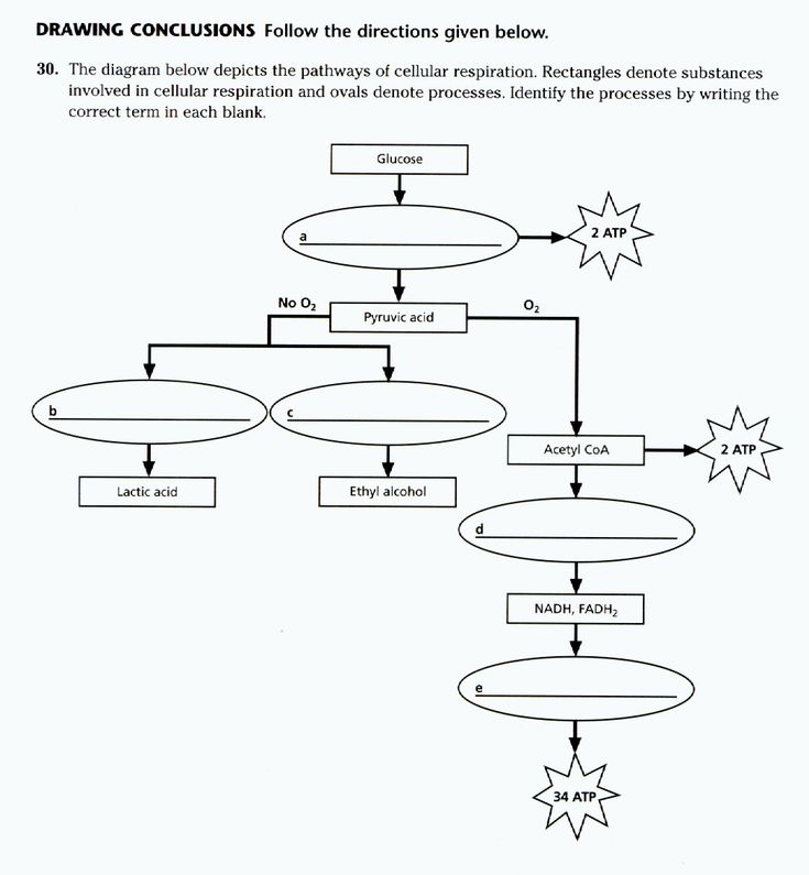 Cellular respiration quizlet Cellular respiration quizlet