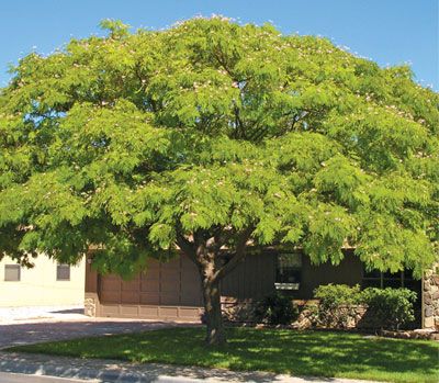 Mimosa Tree Wide Canopy With Pink Flowers That Bloom In Late Mimosa Tree Wide Canopy With Pink Flowers That Bloom In Late Spring Fast Growing Trees Tex Nurseries Outside Patio Backyard
