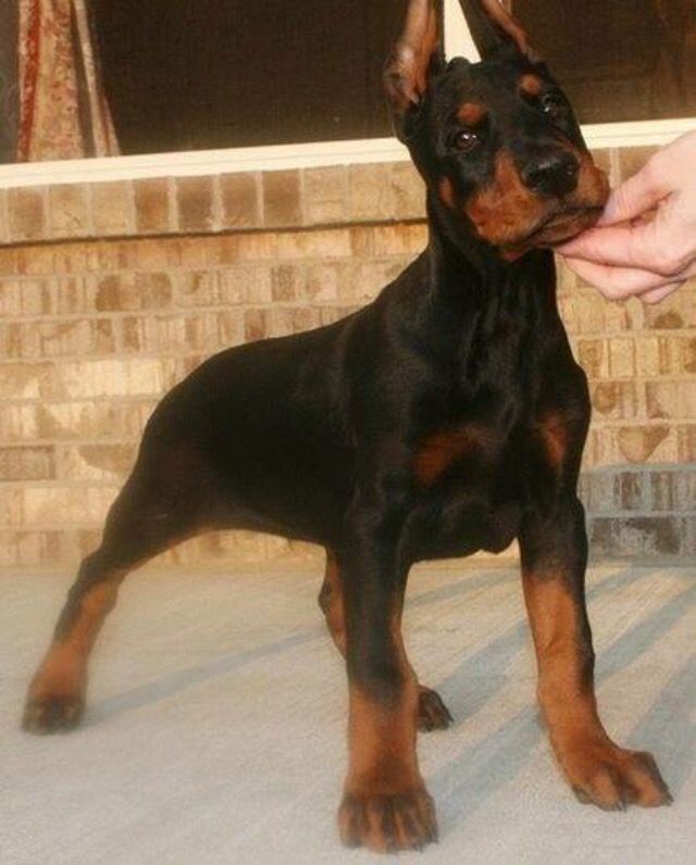 Imágenes De Dogs For Uk Doberman Doberman Pinscher Dobermans Dogs Animal Doggies Animaux