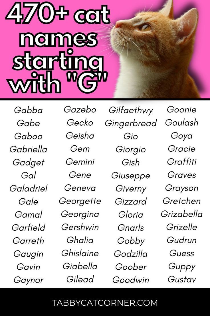 470 Cat Names Starting With G Cat Names Names For Black Cats Names 470-cat-names-starting-with-g-cat-names-names-for-black-cats-names