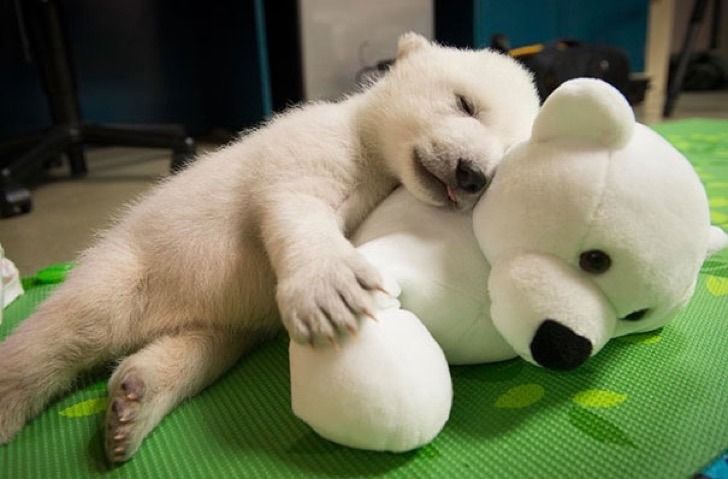 Pin On Bellezas Animales