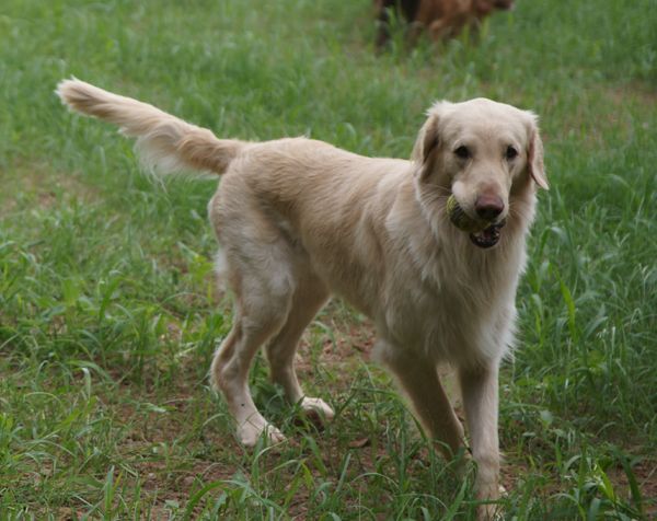 flat haired golden retriever 111 best faltcoats images on flat coated retriever doggies and animales flat haired golden retriever 111 best faltcoats images on flat coated retriever doggies and animales